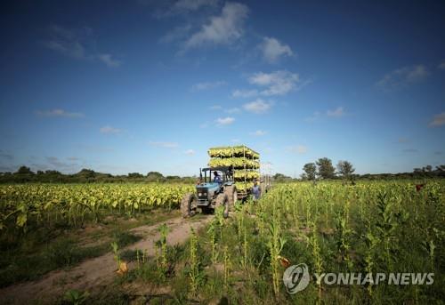 짐바브웨 하라레 외곽의 담배 농장