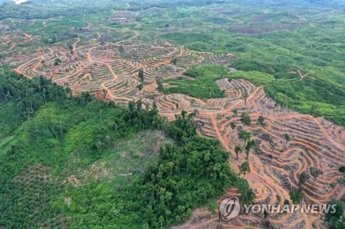 팜유 농장을 만들기위해 훼손된 인도네시아 아체 열대림 