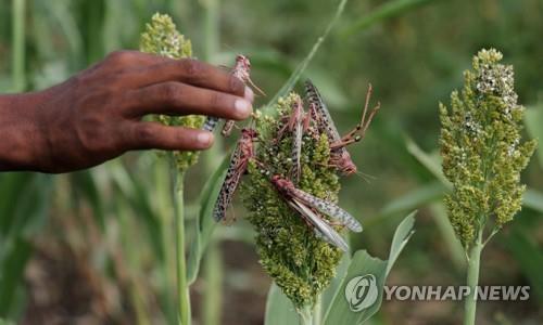 지난 15일 에티오피아 한 농부가 수수밭에서 메뚜기를 잡고 있다. 