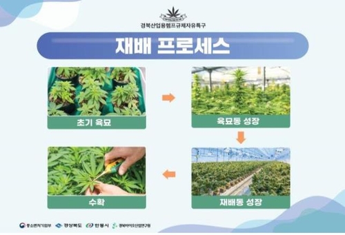 경북 국내 첫 대마 산업용 재배 착수…블록체인 기술로 관리