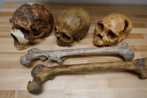 사람속 두개골과 대퇴골 화석 