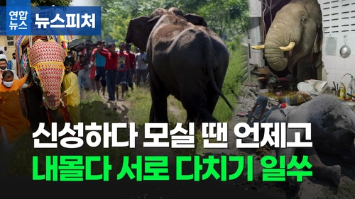 신성한 동물이지만…수백명 죽어나가니 어떡하나요 [뉴스피처] 