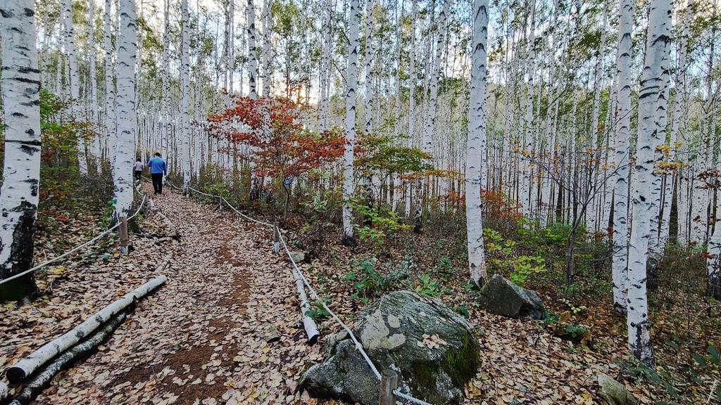 낙엽 떨어진 자작나무숲