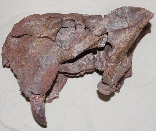 탄자니아서 발굴된 디키노돈트의 왼쪽 두개골 화석