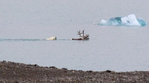 스발바르 제도 바닷물 속에서 사슴을 뒤쫓고 있는 북극곰