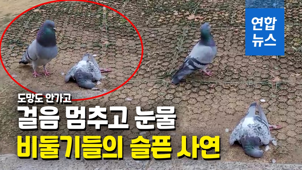 [영상] 서럽게 '구구구' 우는 비둘기…발걸음 멈춘 사람들 - 2