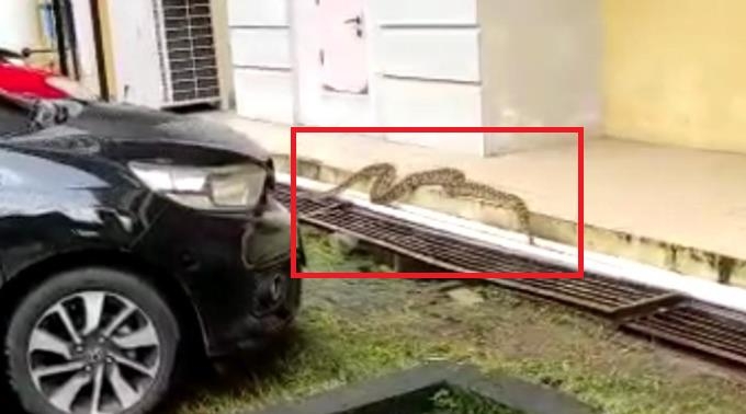 인도네시아 도심 병원에 5m 뱀 출몰…3시간 수색 허탕