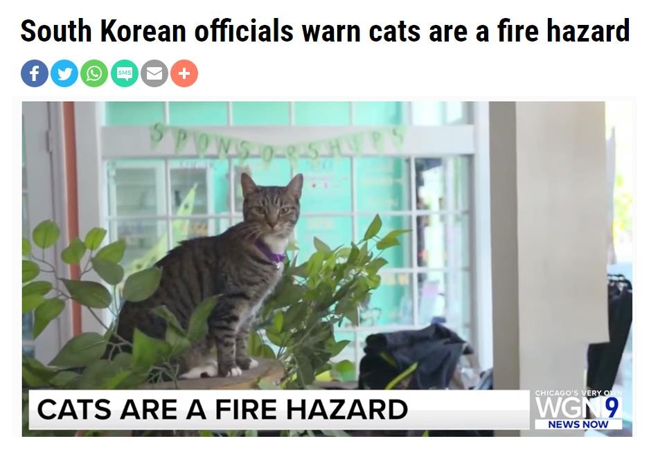 한국 소방당국의 '고양이 방화 주의보'를 보도한 시카고 WGN 방송 