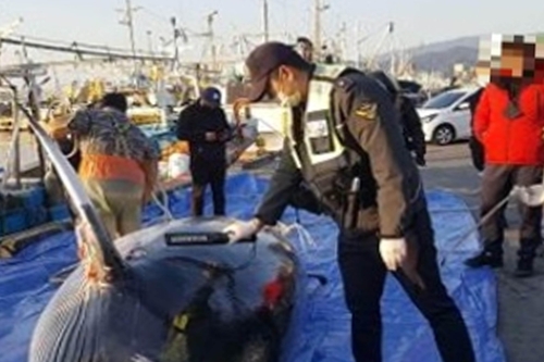 그물에 걸려 죽은 채 발견된 밍크고래