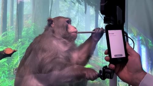 머스크의 뉴럴링크, 동물권보호단체의 '원숭이 학대' 의혹 반박