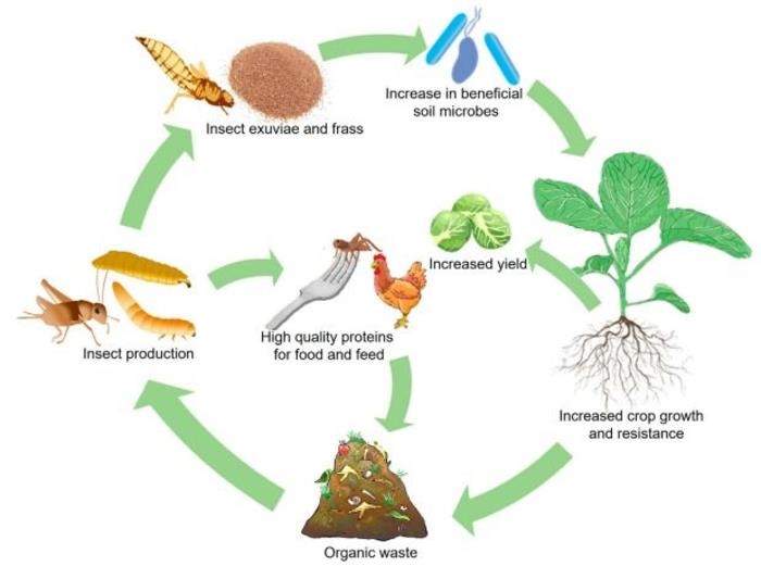 식용·사료용 곤충 부산물 활용 선순환 식량생산 구조 