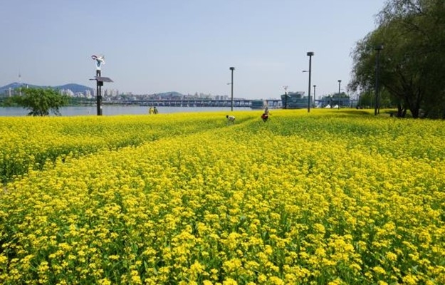 서래섬 유채꽃·여의도 수선화…한강공원은 '봄꽃 세상'