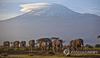 영국 코끼리 13마리 아프리카에 풀어준다…'세계 최초'
