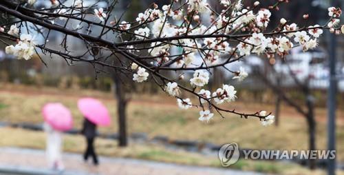 봄비와 매화