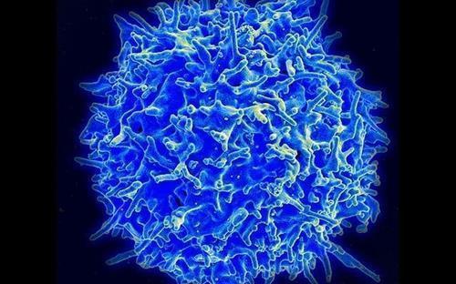 T cells that play a key role in cellular immunity following novel coronavirus infection