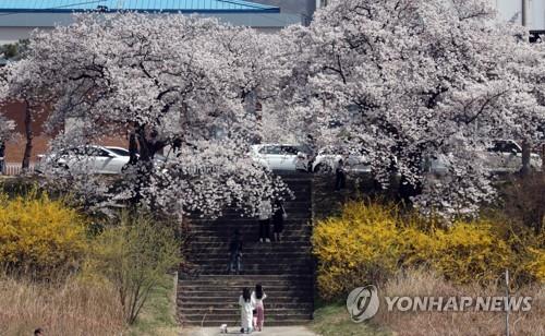 충북 맑고 낮 최고 20∼23도…건조한 대기에 화재 유의
