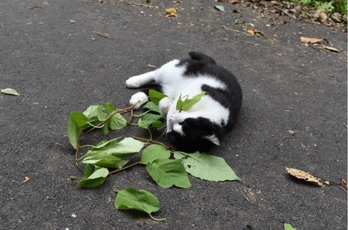 '육식' 고양이가 개다래나뭇잎 핥고 씹는 이유는