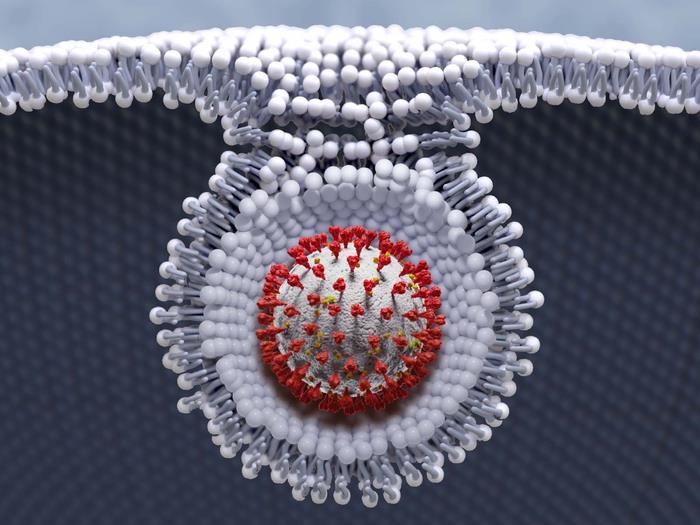 세포 내로 진입하는 신종 코로나바이러스 입자(그래픽)