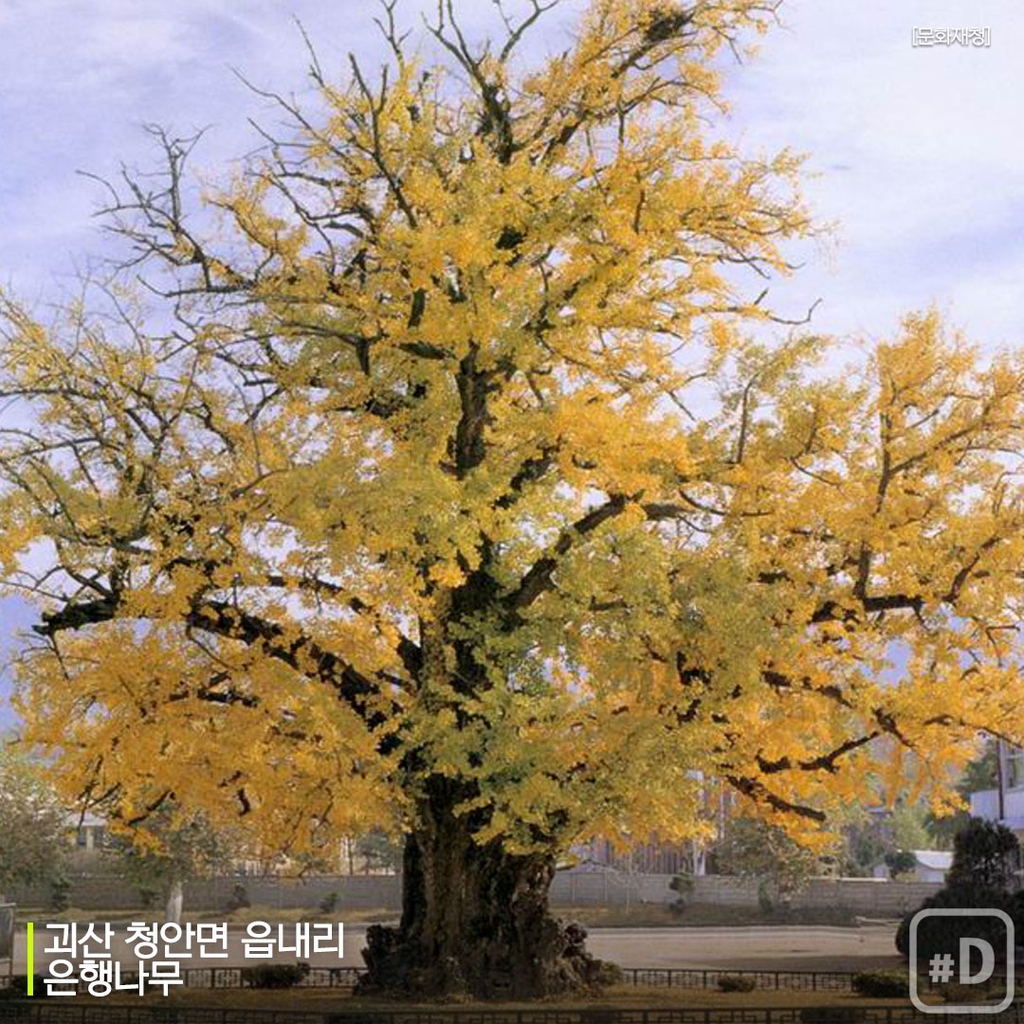 [여행honey] '우영우 팽나무' 천연기념물 될까? - 5
