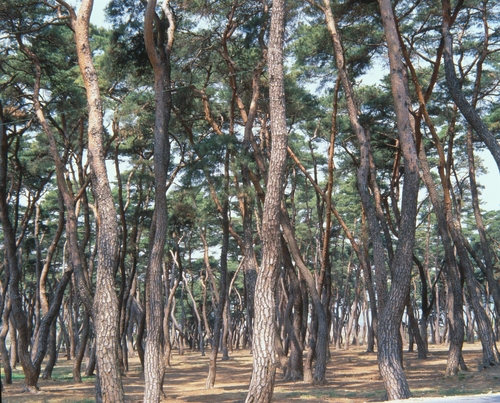 국립산림과학원 "한국인이 가장 좋아하는 나무는 소나무"