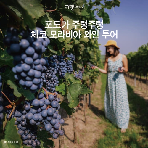 [여행honey] 포도가 주렁주렁…체코 모라비아 와인 투어