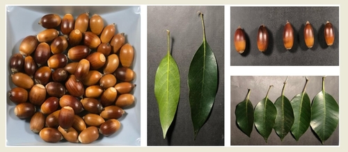 국립산림과학원 "상록성 참나무류 도토리 껍질, 피부 건강 도움"