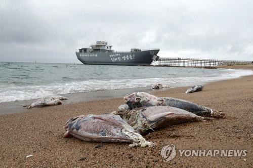지난 7월 말 경북 영덕군 남정면 해변에서 발견된 죽은 참치