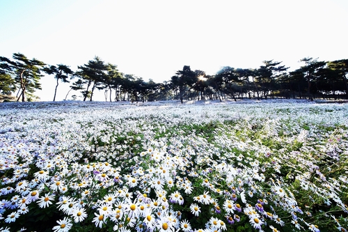 "은은한 색과 향에 취한다"…정읍 구절초꽃 축제 29일 개막