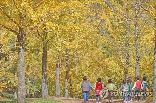 '가을 정취 물씬' 홍천군 '은행나무 숲' 3년 만에 재개방