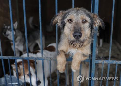 러시아 동원령 이후 거리에 주인 잃은 개·고양이 급증