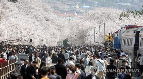 봄꽃 축제 대명사 진해군항제 어떻게…내년 4년 만에 개최