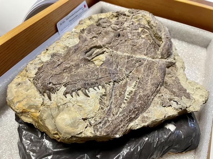 날카로운 이빨이 생생하게 보존된 와트키리아 두개골 화석 