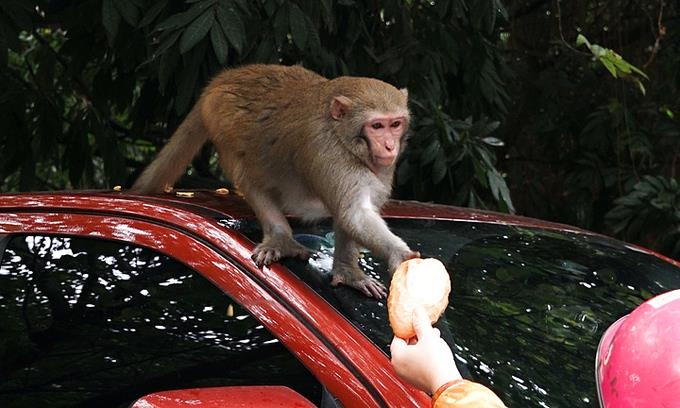 하노이 시내에 나타난 원숭이