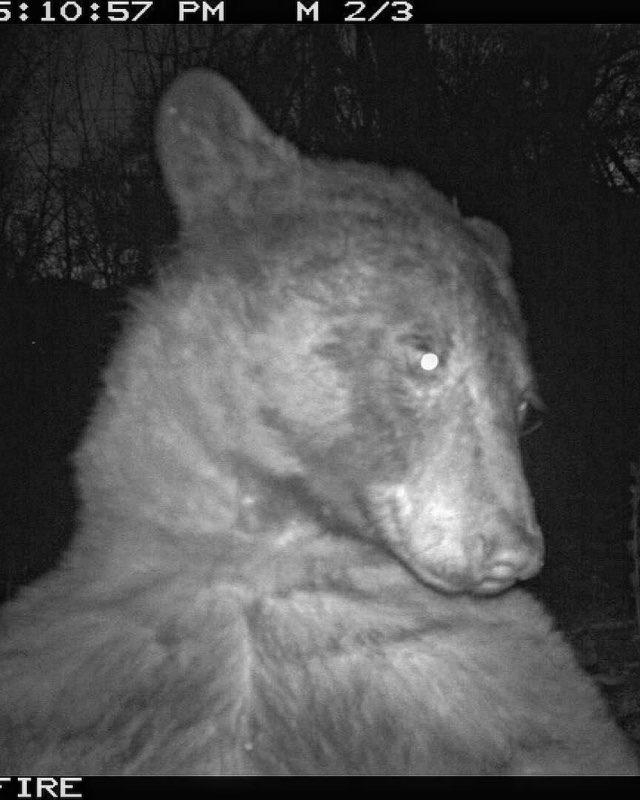 미국 자연보호구역서 곰 '셀카' 수백장 찍혀