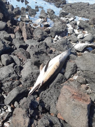 제주 비양도에서 멸종위기종 참돌고래 사체 발견
