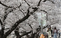 충북도, 벚꽃 행사장 5곳 합동 안전점검