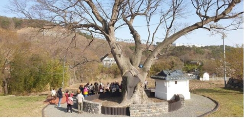 국내 최장수 느티나무 찾은 대만 단체 관광객