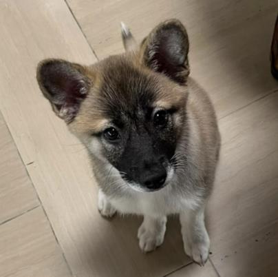 김민선의 반려견 모카