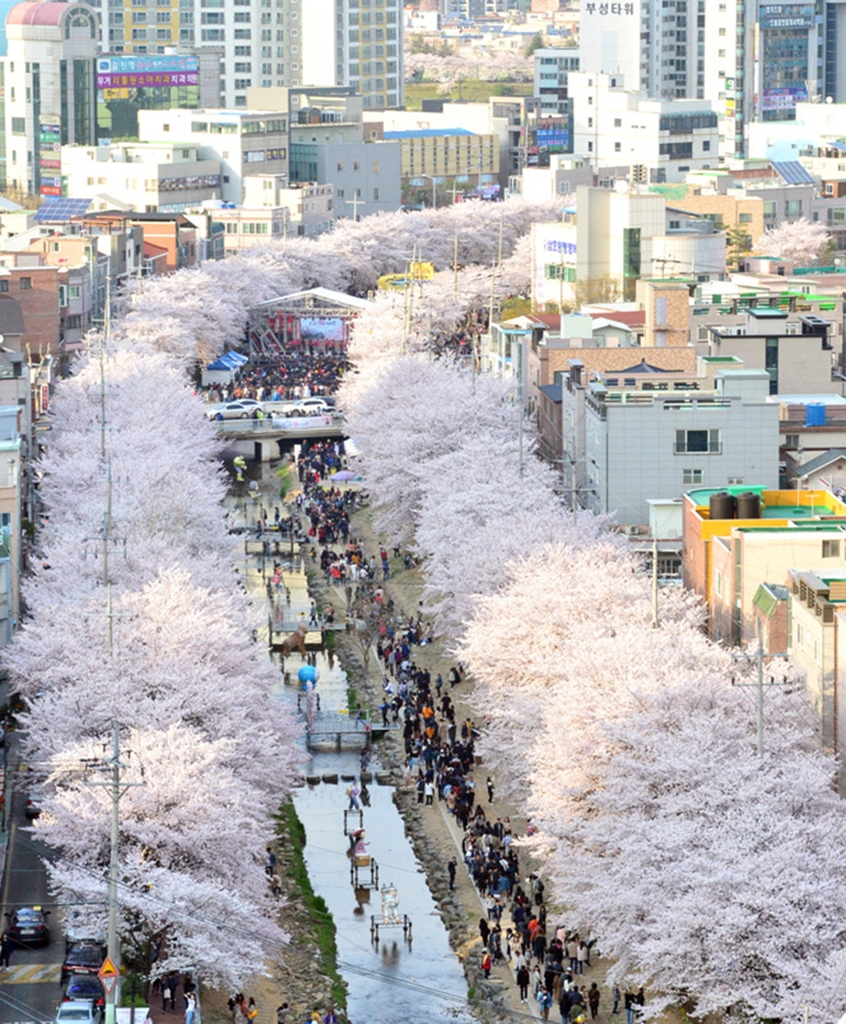 2019년 궁거랑 벚꽃축제 모습