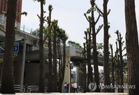 이제 '닭발 가로수' 만들면 안돼요…