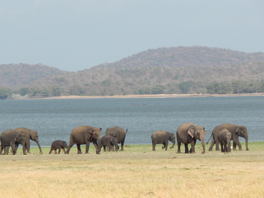 스리랑카 미네리야 서식지의 코끼리들 