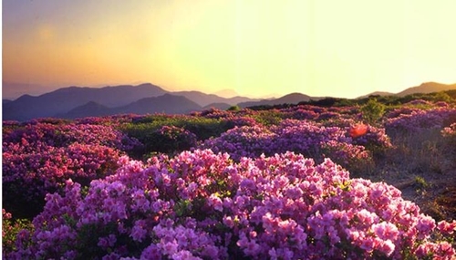 철쭉 만개한 '양산8경' 천성산
