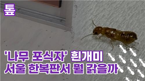  '나무 포식자' 흰개미, 서울 한복판서 뭘 갉을까
