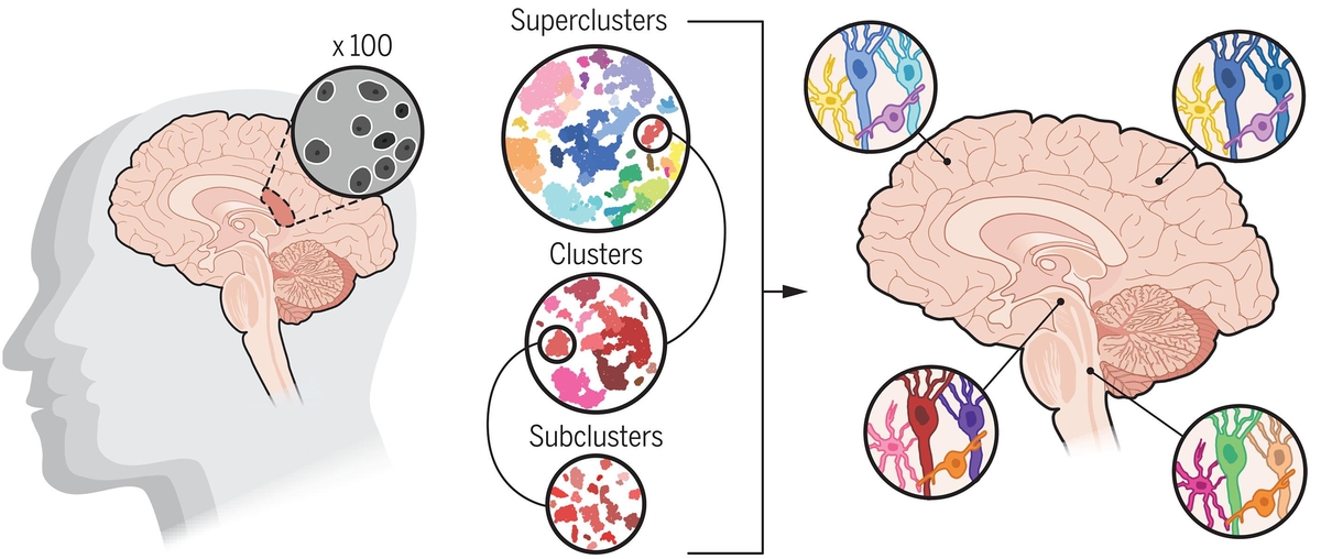 International Researchers Publish Groundbreaking Brain Cell Maps in ‘Science’ Journals