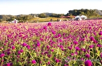 양주시, 내달 27∼29일 나리공원서 '천만송이 천일홍 축제'