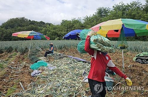 가을 수확하는 외국인 노동자