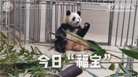 &#x27;구토·설사&#x27; 푸바오 건강이상설…中판다센터 &quot;정상 상태&quot; 해명