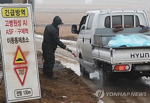 김해 토종닭 사육 농장서 AI 항원 검출…1천마리 살처…