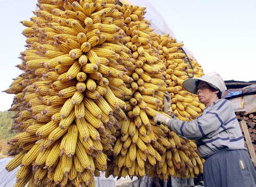 ¿Á¼ö¼ö ¸»¸®´Â ³óÃÌ ¸¶À»