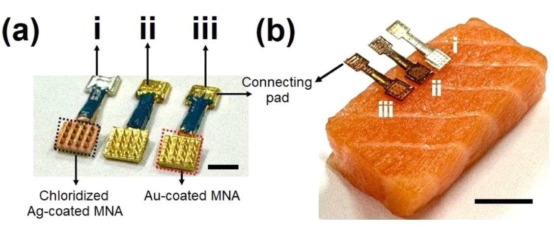 미세바늘 기반 바이오센서와 생선 시료 HX 농득 측정. (a) 미세바늘 배열(MNA) 기반의 기준전극(i), 작동전극(ii), 대전극(iii) 사진. 기준자 4㎜. (b) MNA 기반 전극을 생선 시료에 적용해 HX 농도를 실시간으로 측정하는 모습(기준자 1㎝) ⓒ ACS Sensors, Nicolas Voelcker et al. 제공